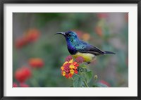 Framed Kenya, Lake Naivasha. Variable sunbird male