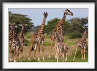 Framed Maasai giraffe, Serengeti NP, Tanzania.