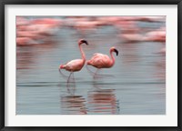 Framed Lesser Flamingo tropical birds, Lake Nakuru NP, Kenya