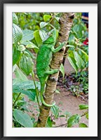 Framed Madagascar, Lizard, Chameleon on tree limb