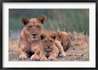 Framed Lions, Okavango Delta, Botswana
