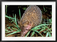 Framed Madagascar, Ankarana, Greater Hedgehog tenrec wildlife