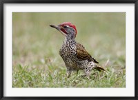 Framed Kenya, Masai Mara NWR, Nubian woodpecker bird