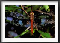 Framed Madagascar, Ankarana Reserve, Malagasy Dragonfly insect