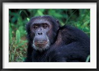 Framed Male Chimpanzee Relaxing, Gombe National Park, Tanzania