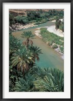 Framed Lush Palms Line the Banks of the Oued (River) Ziz, Morocco