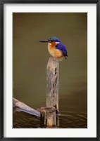 Framed Madagascar, La Madraka. Malagasy Kingfisher