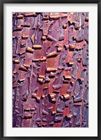 Framed Madrone Tree Bark Abstract pattern