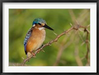 Framed Kenya, Lake Baringo, Pygmy kingfisher on thorny limb