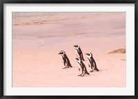 Framed Jackass Penguins at the Boulders, near Simons Town, South Africa