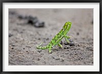 Framed Jackson's Chameleon lizard, Maasai Mara Kenya