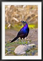 Framed Longtailed Glossy Starling bird, Maasai Mara Kenya