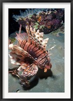 Framed Lionfish at Daedalus Reef