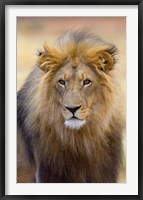 Framed Male Lion at Africat Project, Namibia