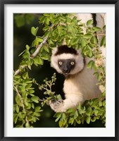 Framed Madagascar. Verreaux's sifaka hanging in tree.