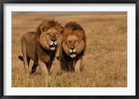 Framed Lions, Duba Pride Males, Duba Plains, Okavango Delta, Botswana