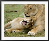 Framed Kenya, Masai Mara, Keekorok Lodge. African lions