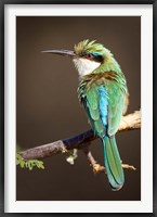 Framed Kenya, Somali bee-eater, tropical bird on limb