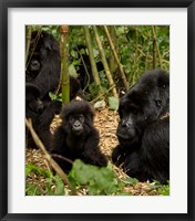 Framed Group of Gorillas, Volcanoes National Park, Rwanda