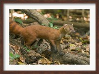 Framed N. Ringtail Mongoose wildlife, Ankarana NP, Madagascar