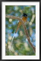 Framed Paradise-Flycatcher bird, Ankarafantsika, Madagascar