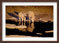 Framed Namibia, Etosha NP, Black Rhino wildlife, waterhole