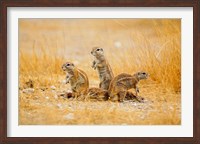 Framed Namibia, Etosha NP. Cape Ground Squirrel