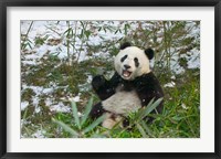 Framed Panda Eating Bamboo on Snow, Wolong, Sichuan, China