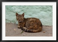 Framed Morocco, Tetouan, Medina of TEtouan, Alley cat