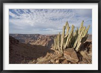 Framed Namibia, Fish River Canyon NP, Cactus succulent