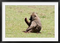 Framed Olive Baboon, Papio anubis, Maasai Mara, Kenya.