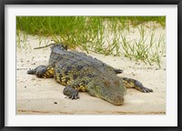 Framed Nile crocodile, Chobe River, Chobe NP, Kasane, Botswana, Africa