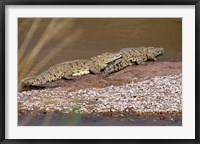 Framed Nile Crocodiles on the banks of the Mara River, Maasai Mara, Kenya, Africa