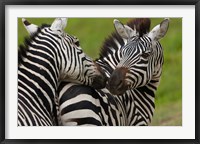 Framed Plains zebras, Ngorongoro Conservation Area, Tanzania