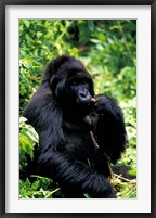 Framed Mountain Gorilla, Virunga Volcanoes National Park, Rwanda