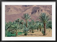 Framed Palmery Below Mountains, Morocco