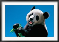 Framed Panda Eating Bamboo, Wolong, Sichuan, China