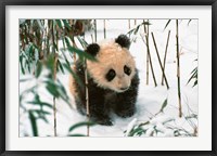 Framed Panda Cub on Snow, Wolong, Sichuan, China