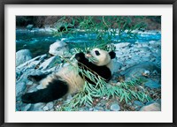 Framed Panda Eating Bamboo by Riverbank, Wolong, Sichuan, China