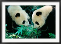 Framed Pandas Eating Bamboo, Wolong, Sichuan, China