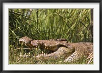 Framed Nile Crocodile, river Victoria Nile, Murchison Falls National Park, Uganda, Africa