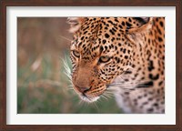 Framed Samburu Leopard, Kenya