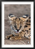 Framed Serval Cat, Kapama Game Reserve, South Africa