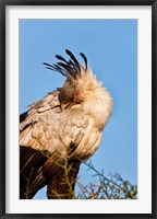 Framed Secretarybird seen in the Masai Mara, Kenya