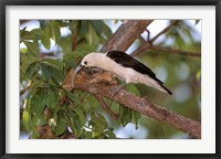 Framed Sickle-billed Vanga, Katsepy, Madagascar