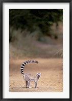 Framed Ring-tailed Lemur, Berenty Reserve, Madagascar