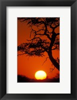 Framed Silhouetted Tree Branches, Kalahari Desert, Kgalagadi Transfrontier Park, South Africa