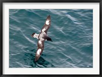 Framed Sea Bird of Cape Petrel, Antarctica