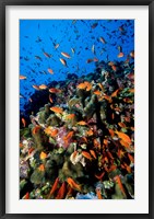 Framed Scalefin Anthias Fish at Habili Ali, Red Sea, Egypt