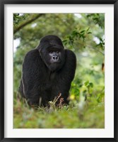 Framed Rwanda, Kigoma, Mountain Gorilla, No 3 Silverback